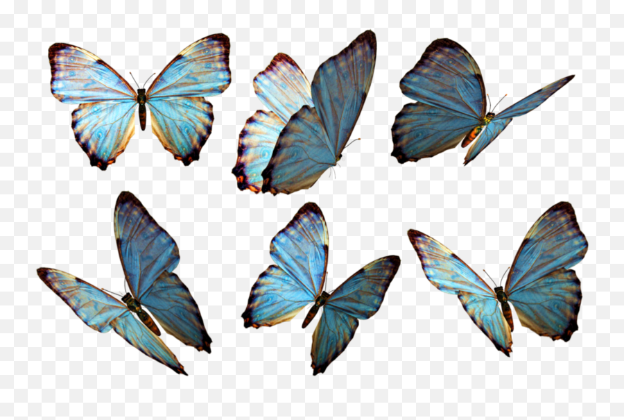 Asthetic Blue Butterfly Emoji Wallpaper - Butterflies Png,Emoji Wallpaper For Bedroom