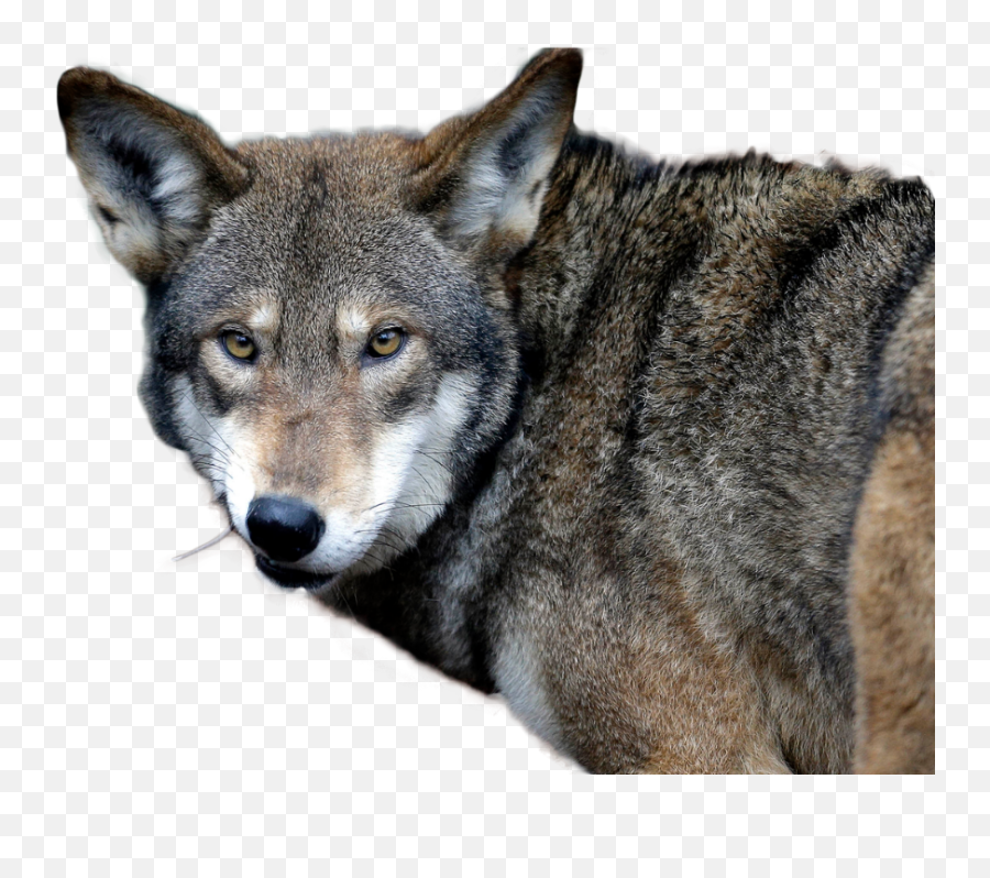 Red Wolf Baby Wolves - Male Red Wolf Emoji,Eastern Timberwolf Emotions