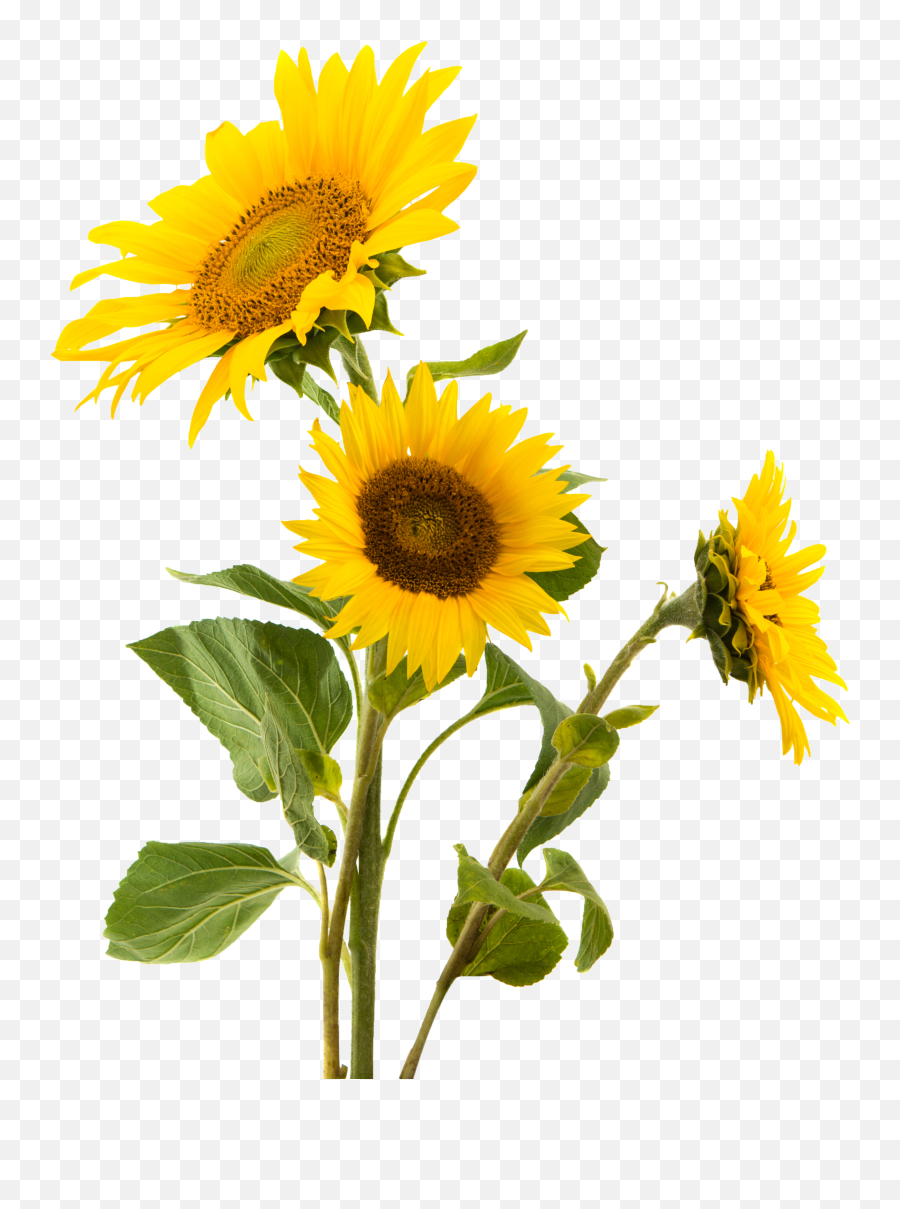 Sun Flower Png - Flower Png And Sunflower Image Sun Transparent Background Real Sunflower Png Emoji,Fun2draw Emoji