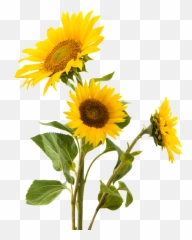 Sun Flower Png - Flower Png And Sunflower Image Sun Transparent Background Real Sunflower Png Emoji,Fun2draw Emoji