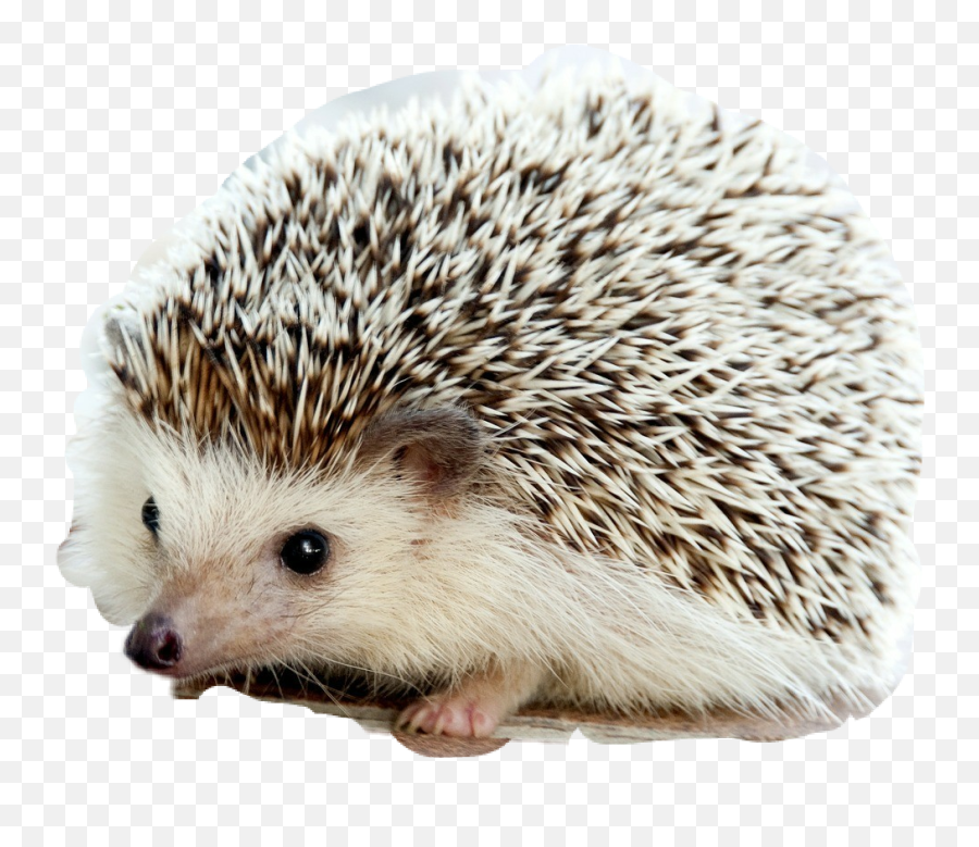 Hedgehog Sticker - Cute Baby Hedgehog Emoji,Porcupine Emoji