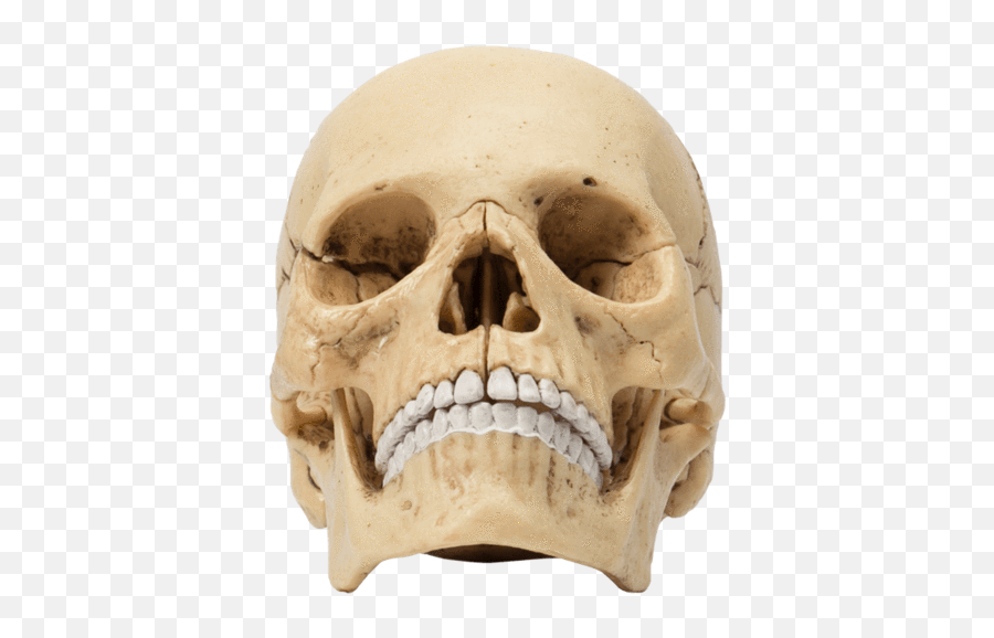 Human Anatomy Exploded Skull - Scary Emoji,Skull & Acrossbones Emoticon