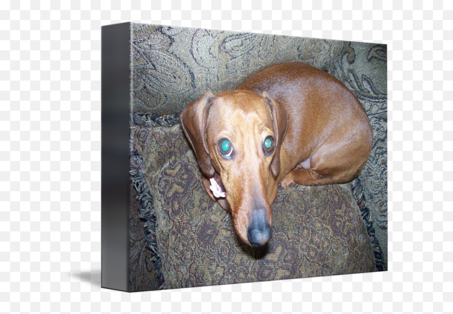 The Long Nose Of The Dachshunds By Ryanclarkfilm Emoji,Dachshund Emoticon Facebook