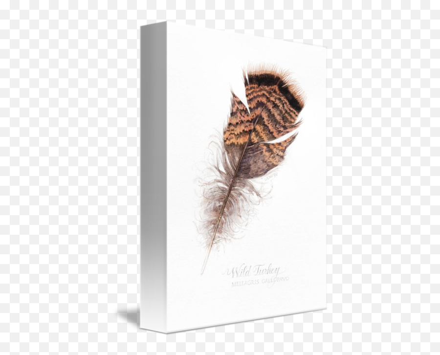 Wild Turkey Feather By Sharon Morgio Emoji,Drawing Emotions With Color Pastels