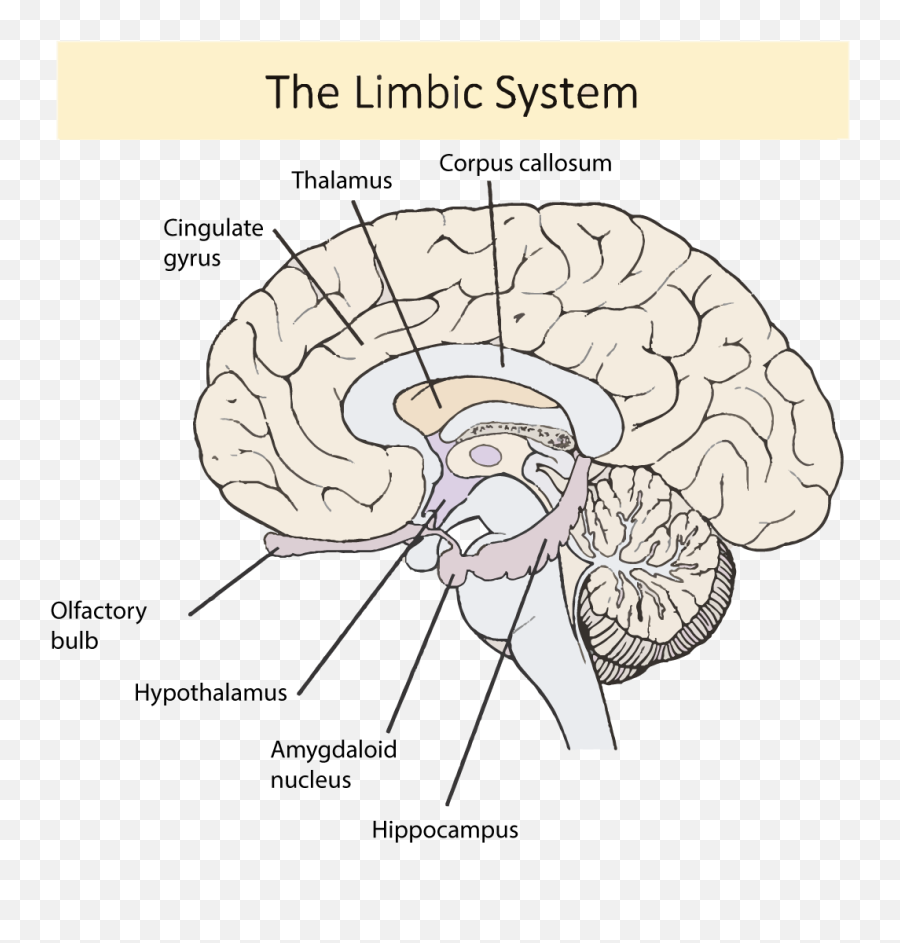 Ens Blue Lotus - Brain Emoji,Emotion Center Of Brain