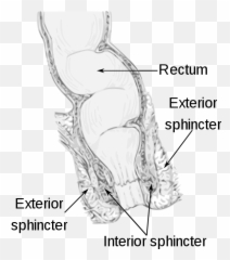 Fecal Incontinence - Wikiwand Emoji,Tight Sacrum Emotions