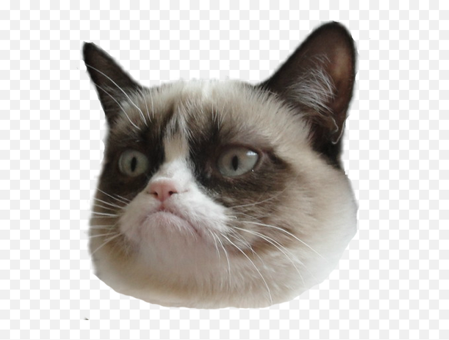Angry Cat Png Pic Png Arts Emoji,Angery Cat Emoji