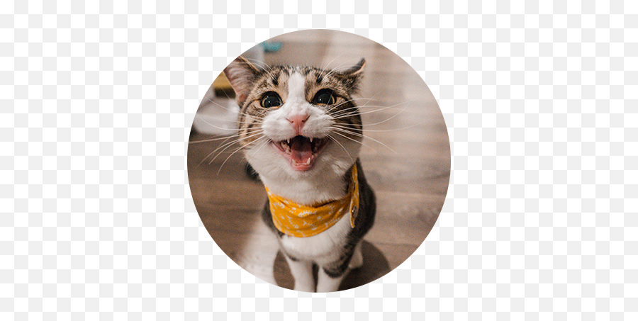 Adult Feline Plans - Contact Our Animal Hospital In Phoenix Emoji,Surprised Facial Emotions