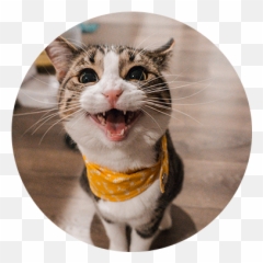 Adult Feline Plans - Contact Our Animal Hospital In Phoenix Emoji,Surprised Facial Emotions