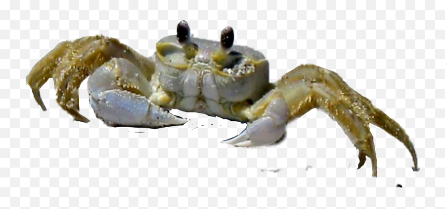 The Most Edited Crab Picsart - Cancer Emoji,Crab Emoticon