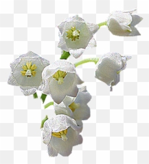 Flowers Gif Beautiful Flowers Flowers - Soft Emoji,Maoi Emoji