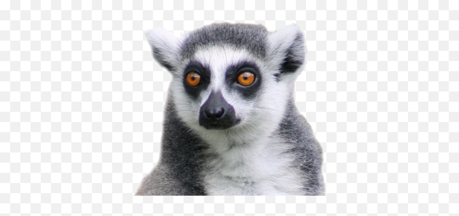 Free Png Images U0026 Free Vectors Graphics Psd Files - Dlpngcom Lemur Png Emoji,Lemur Emoji