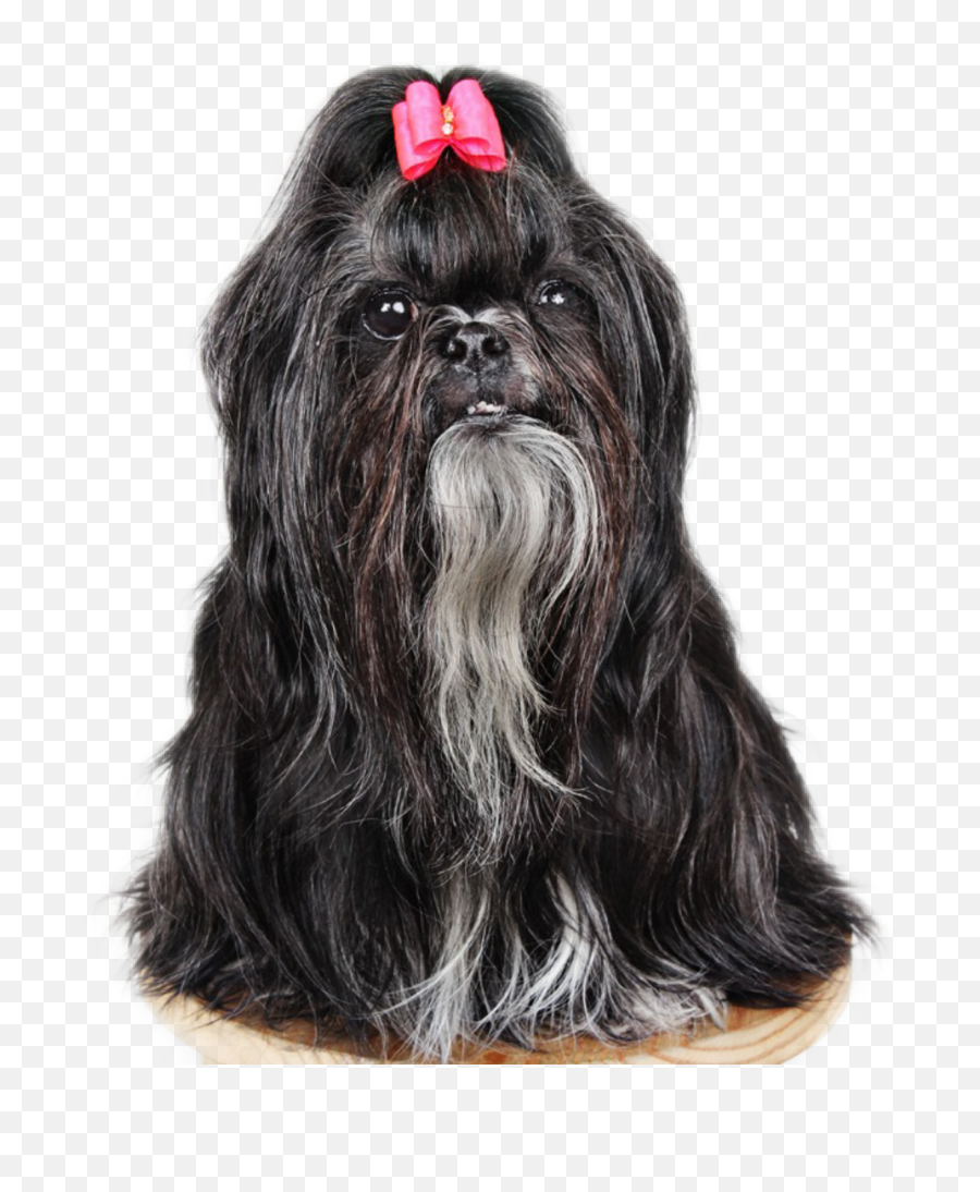 The Most Edited Shih - Tzu Picsart Vulnerable Native Breeds Emoji,Shih Tzu Emoji