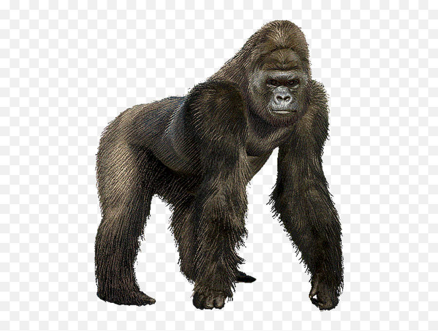 Gorilla Clipart Png - Goril Png Clipart Image Of Ape Gorilla Clipart Emoji,Gorrila Emoji