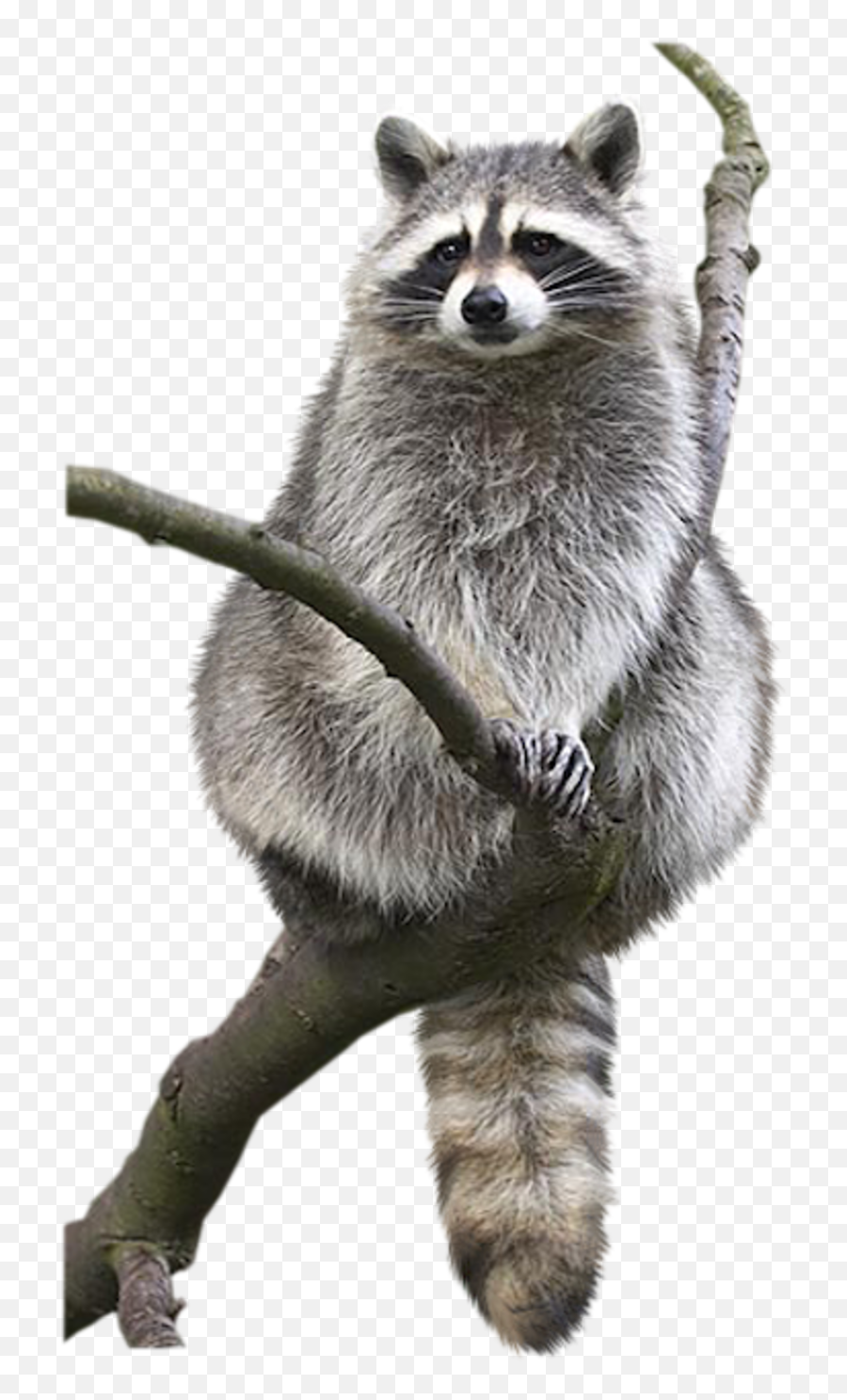Raccoon Animal Drawing Bat Bird - Transparent Background Raccoon Transparent Emoji,Racoon Emoji