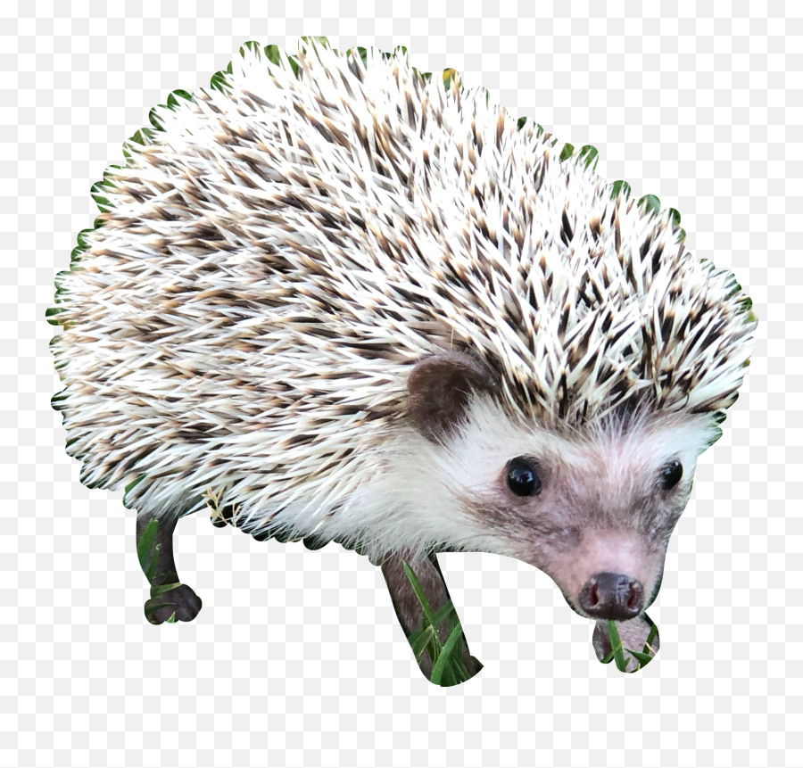 Hedgehog Hedgehogs Cute Sticker - Domesticated Hedgehog Emoji,Porcupine Emoji