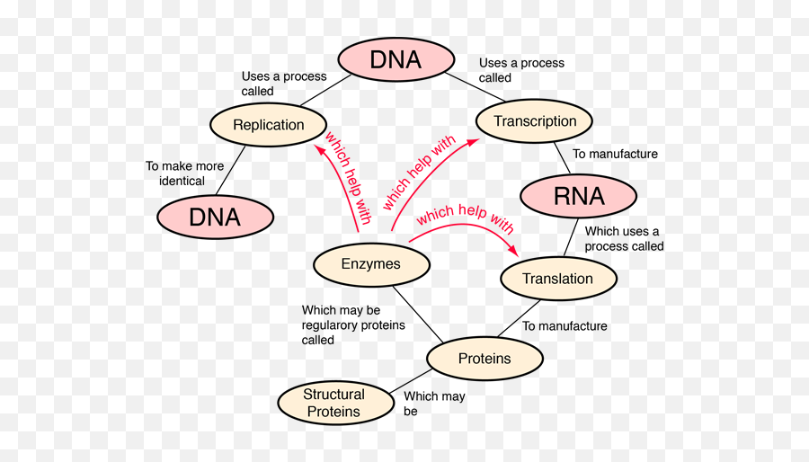 Dna - Protein Is Made In A Cell Emoji,Emoticon Dna Strand