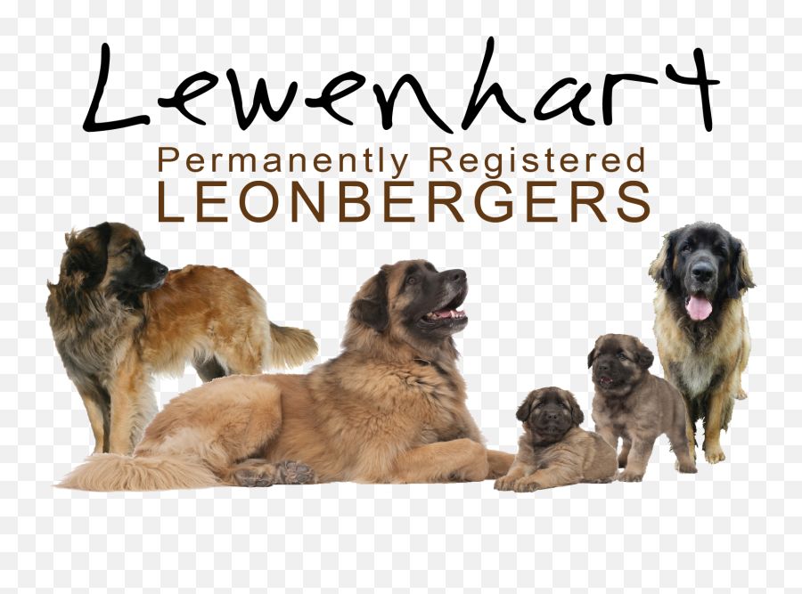 Urban Dog Test - Northern Breed Group Emoji,Caucasian Mountain Shepherd Puppy Emoticon