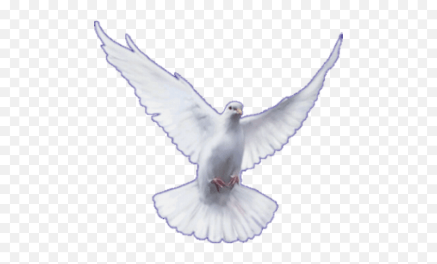 Bom Dia Emoji,Peace Dove Emoji