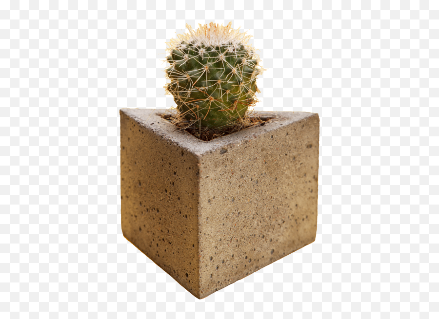 Cactus Transparent Png Image - Freepngdesigncom Flowerpot Emoji,Cactus Emoji Png