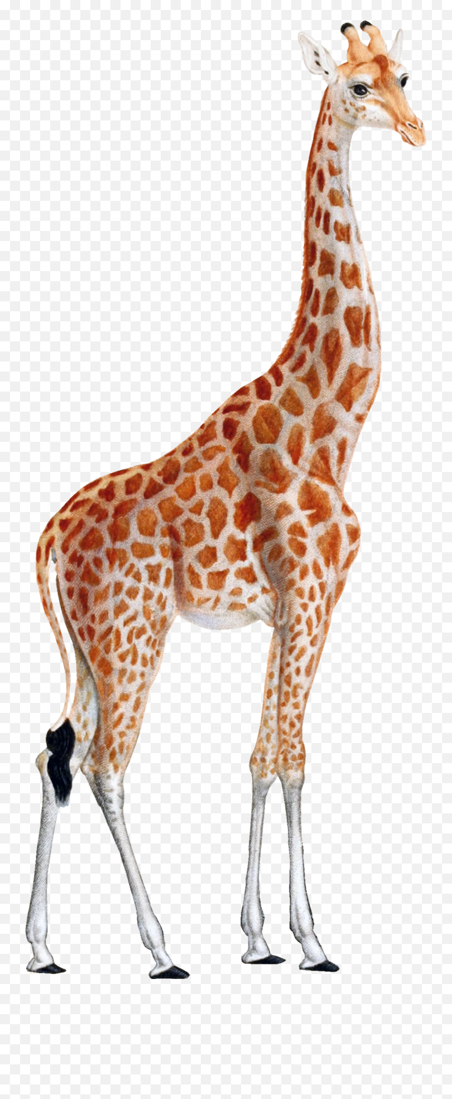 South African Giraffe - Zoo Zürich Emoji,Giraffe Emoji Png