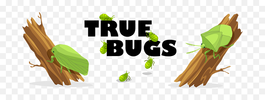 True Bugs Ask A Biologist - Fines Herbes Emoji,Les Emotions Worksheet