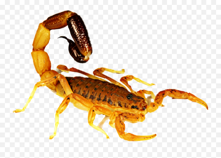 Scorpion Sticker Emoji,Scorpion Emoji