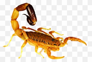Scorpion Sticker Emoji,Scorpion Emoji