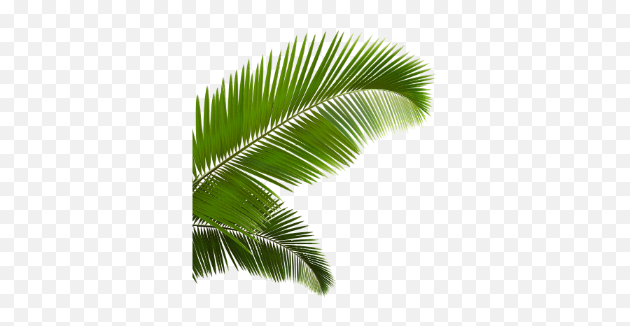 Palm Fronds Png - Vaporwave Palm Tree Transparent Full Island Leaves Transparent Emoji,Vaporwave Emoji