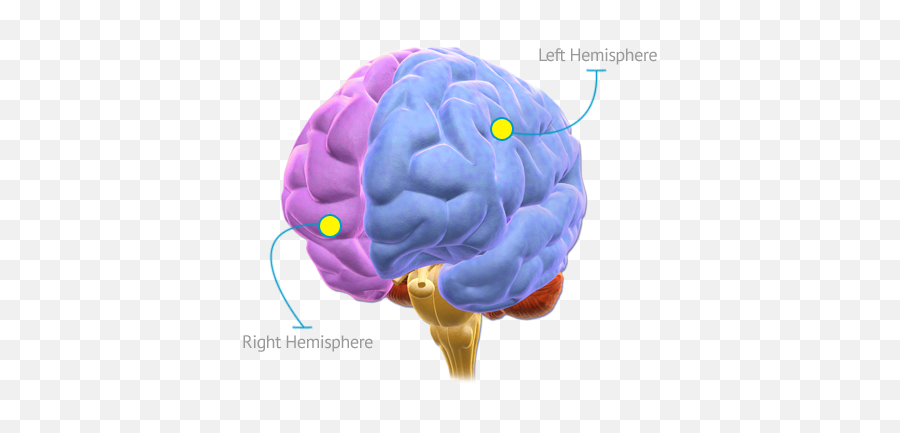 Science Behind Prism Brain Mapping - Critical Period Hypothesis Factors Emoji,Map Of Brain Emotions
