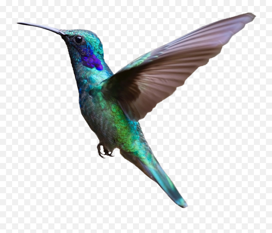Hummingbird Bird Flight Clip Art - Bird Png Download 3082 Hummingbird Flying Transparent Emoji,Flying Bird Emoji