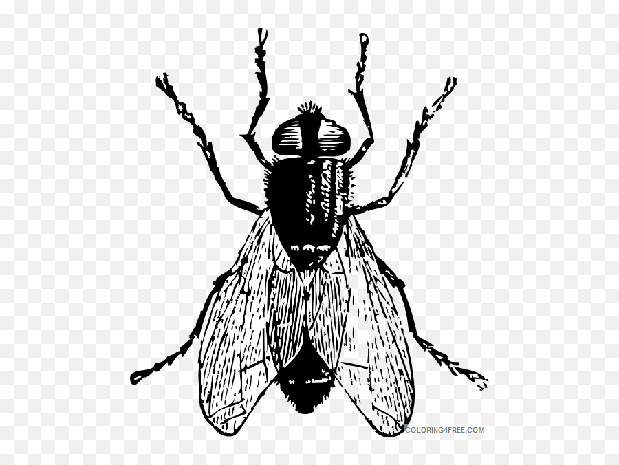 Insect Bug Coloring Pages Fly Bug Emoji,Emoji Baby Book Game Boy Crown Boat Tree Bug