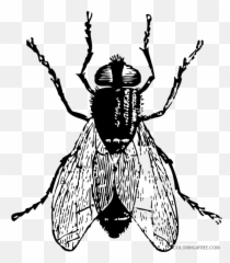Insect Bug Coloring Pages Fly Bug Emoji,Emoji Baby Book Game Boy Crown Boat Tree Bug