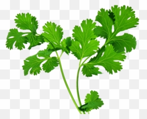 Herbs Clipart Herbal Leave - Herbs Transparent Background Emoji,Herb Emoji