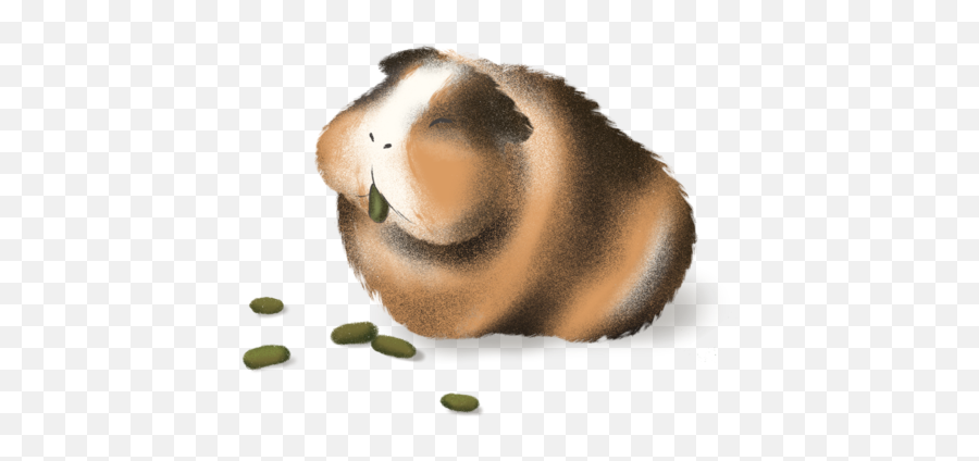 Guinea Pig Poop Chart 2020 - Guinea Pig Poop Emoji,Guinea Pig Emoticon