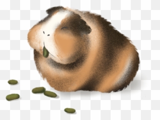Guinea Pig Poop Chart 2020 - Guinea Pig Poop Emoji,Guinea Pig Emoticon
