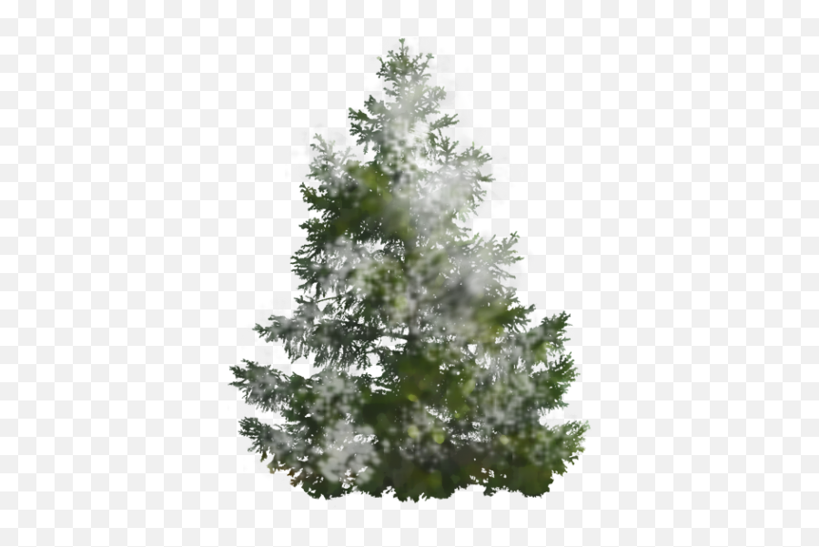 Rain Snow Tree Leaf Pine Tree Pictures - 3006 Transparent Background Snow On Trees Png Emoji,Pine Emoji