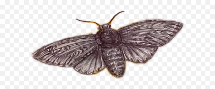 Moth Cicada Butterfly Insect Sticker - Parasitism Emoji,Cicada Emoji