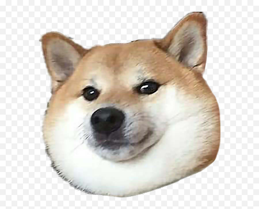 Doge Doggo Shiba Shibainu Shibe Sticker - Doggo Transparent Emoji,Shibe Emoji