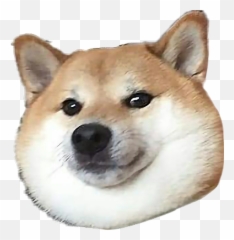 Doge Doggo Shiba Shibainu Shibe Sticker - Doggo Transparent Emoji,Shibe Emoji
