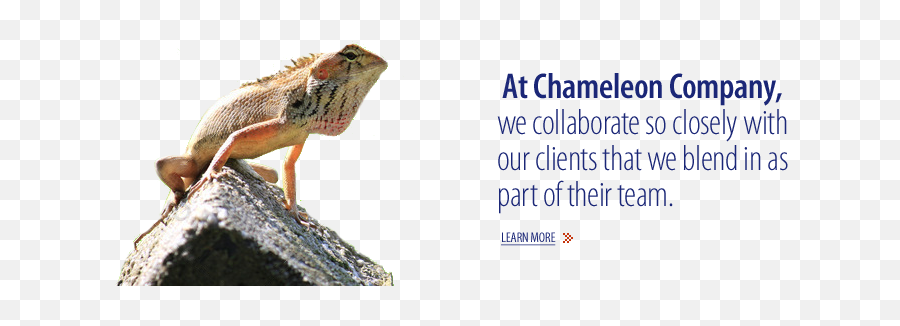 The Chameleon Company - Photo Caption Emoji,Do Bearded Dragons Change Color Do To Emotion