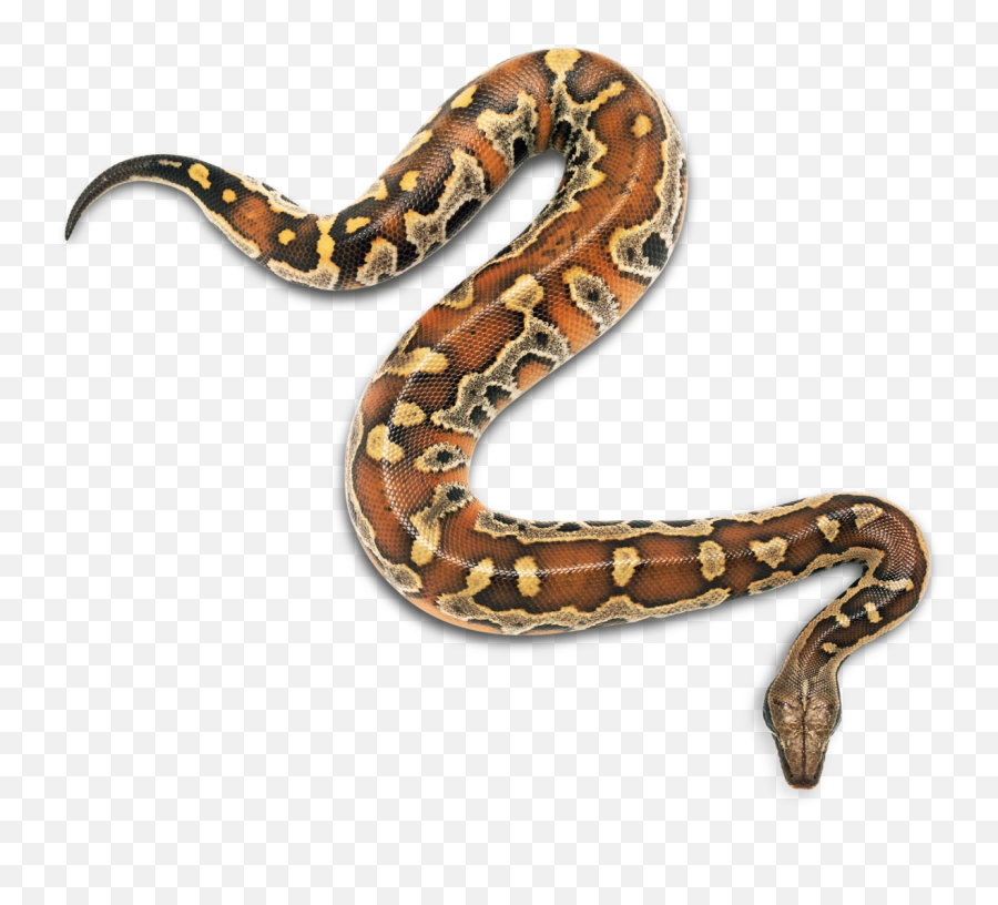 Download Ilha Snakes Snakebite Child Reptile Da Grande - Snake Kids Emoji,Reptilian Emoticon