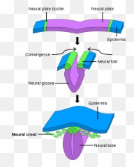 Neuroanatomy And Brain Organization - Crete Neurale Emoji,Emotion Brain Ancient