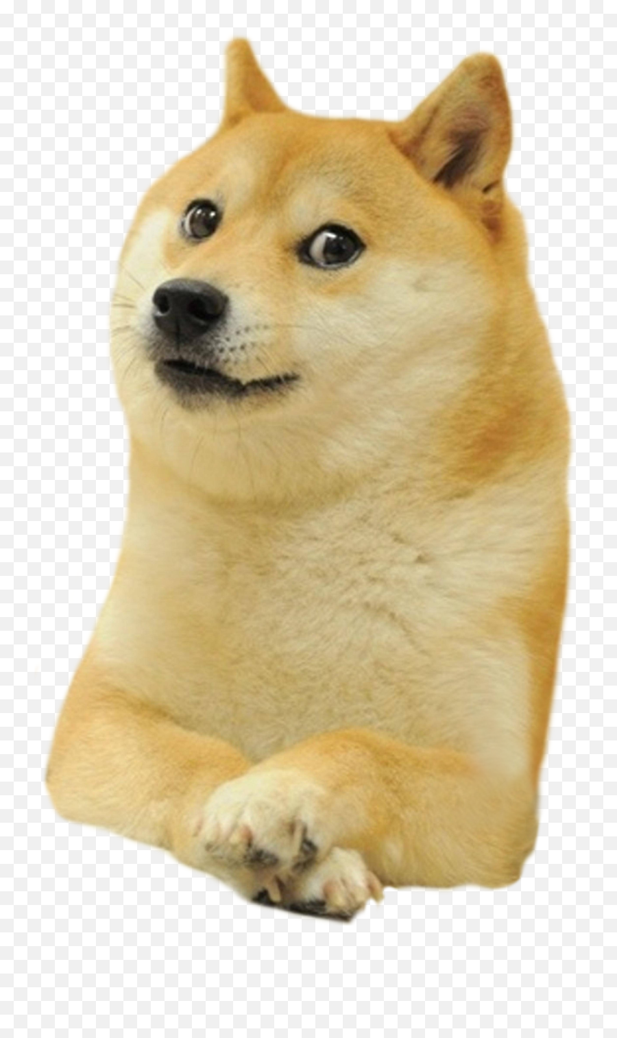 Download Shiba Deal Inu Doge It - Doge Png Transparent Emoji,Free Emoticons To Use Doge