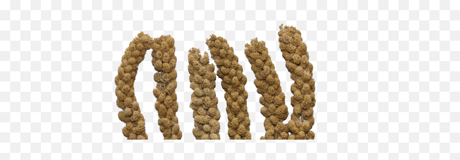 Pearl Millet Bajra Cultivation - Spray Millet Png Emoji,Millet Emoji