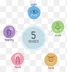 The Sentient Experiment Empath Training - Sensory Perception Emoji,Meditation Water Experiment Emotions