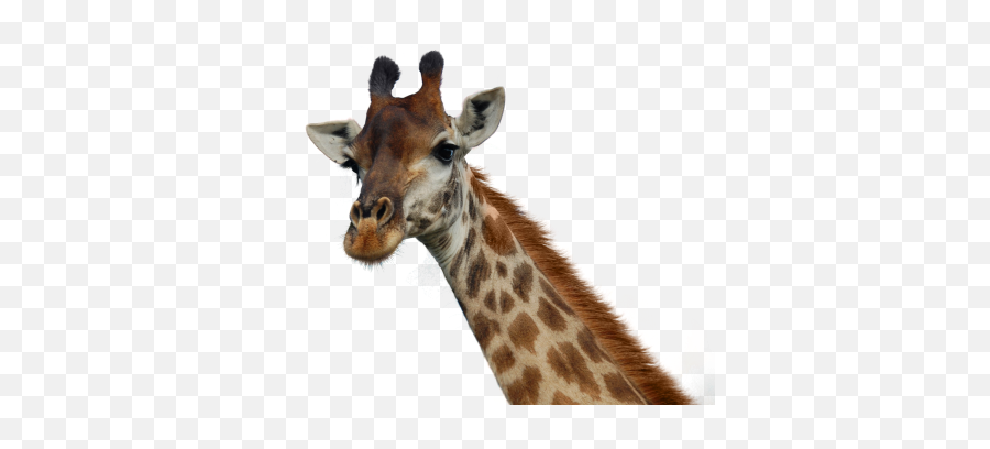 Left Viwew Giraffe Face Hd Png - Giraffe Png Emoji,Giraffe Emoticon