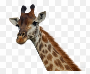 Left Viwew Giraffe Face Hd Png - Giraffe Png Emoji,Giraffe Emoticon