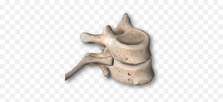 Opp Thorax Flashcards Quizlet Emoji,Emotions Relating To Ribs And Intercostals