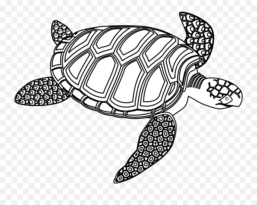 Free Sea Turtle Clipart Download Free Clip Art Free Clip - Sea Turtle Clip Art Black And White Emoji,Turtle Bird Emoji